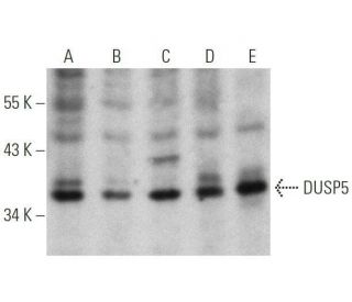 DUSP5 Antibody (E-4) - Western Blotting - Image 356249