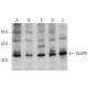 DUSP5 Antibody (E-4) - Western Blotting - Image 356249