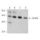 DUSP5 Antibody (H-9) - Western Blotting - Image 373378
