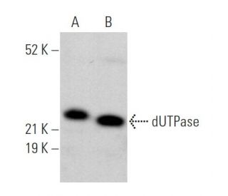 dUTPase Antibody (F-6) - Western Blotting - Image 369921 