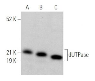 dUTPase Antibody (H-9) - Western Blotting - Image 369922 