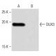 DUX3 Antibody (6L8) - Western Blotting - Image 64918