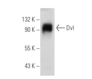 Dvl/Dishevelled Antibody (B-4) - Western Blotting - Image 72730