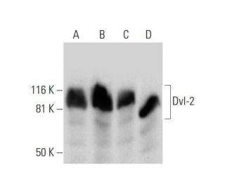 Dvl-2/Dishevelled 2/DVL2 Antibody (C-2) - Western Blotting - Image 295771 
