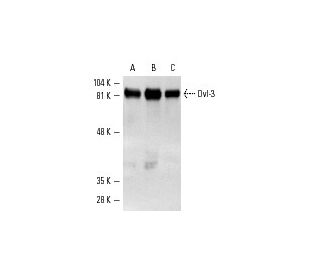 Dvl-3/Dishevelled 3/DVL3 Antibody (4D3) - Western Blotting - Image 3419 