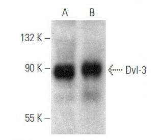 Dvl-3/Dishevelled 3/DVL3 Antibody (C-3) - Western Blotting - Image 354851 