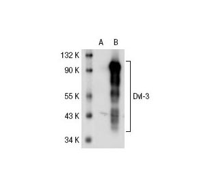 Dvl-3 (4D3): sc-8027. Western blot analysis of Dvl-3 expression in... 