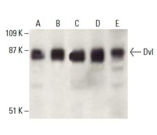 Dvl/Dishevelled Antibody (B-4) - Western Blotting - Image 397952 