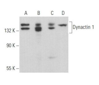 Dynactin 1 Antibody (A-2) - Western Blotting - Image 357219 