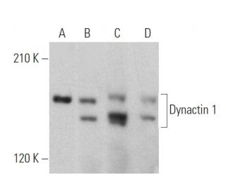 Dynactin 1 Antibody (A-2) - Western Blotting - Image 360329