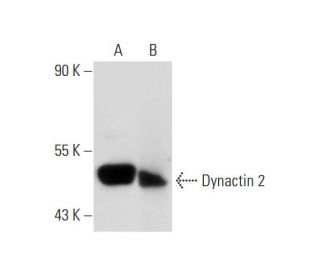 Dynactin 2 Antibody (G-4) - Western Blotting - Image 295725 