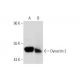 Dynactin 2 Antibody (G-4) - Western Blotting - Image 295725 