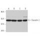 Dynactin 2 Antibody (G-4) - Western Blotting - Image 367580