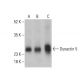 Dynactin 5 Antibody (D-9) - Western Blotting - Image 401189 