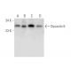 Dynactin 6 Antibody (F-9) - Western Blotting - Image 314192 