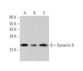 Dynactin 6 Antibody (G-10) - Western Blotting - Image 349084 