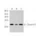 Dynactin 6 Antibody (G-10) - Western Blotting - Image 349084 