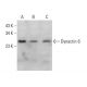 Dynactin 6 Antibody (G-10) - Western Blotting - Image 380050