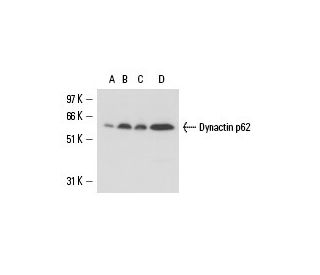 Dynactin p62 Antibody (H-4) - Western Blotting - Image 15458