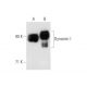 Dynamin I Antibody (4E67) - Western Blotting - Image 58016