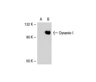 Dynamin I Antibody (3G4B6) - Western Blotting - Image 38994 