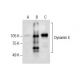 Dynamin I/II Antibody (E-4) - Western Blotting - Image 287207