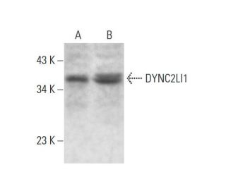 DYNC2LI1 Antibody (H-4) - Western Blotting - Image 297847 