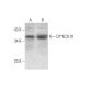 DYNC2LI1 Antibody (H-4) - Western Blotting - Image 297847 