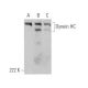 Dynein HC Antibody (C-5) - Western Blotting - Image 370724 