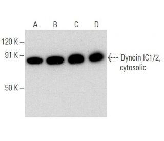 Dynein IC1/2, cytosolic Antibody (74-1) - Western Blotting - Image 354364 