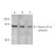 Dynein IC1/2, cytosolic Antibody (E-9) - Western Blotting - Image 350855 
