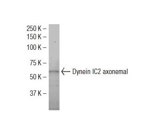 Dynein IC2, axonemal Antibody (X-7) - Western Blotting - Image 34302 