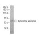 Dynein IC2, axonemal Antibody (X-7) - Western Blotting - Image 34302 