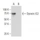 Dynein IC2, axonemal Antibody (X-7) - Western Blotting - Image 34303