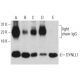 DYNLL1 Antibody (4) - Western Blotting - Image 396117 