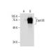 Dyrk1B Antibody (H-6) - Western Blotting - Image 287915