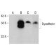 Dysadherin Antibody (E-12) - Western Blotting - Image 344502