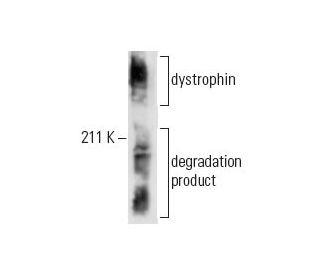dystrophin Antibody (3B7) - Western Blotting - Image 11972 