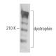 dystrophin Antibody (3B7) - Western Blotting - Image 355142 