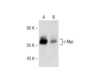 (E)-4-Hydroxyhexenal: sc-202593. Western blot analysis of c-Myc expression in untreated (A) and (E)-4-Hydroxyhexenal treat 
