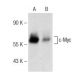 (E)-4-Hydroxyhexenal: sc-202593. Western blot analysis of c-Myc expression in untreated (A) and (E)-4-Hydroxyhexenal treat 