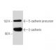 E-cadherin Antibody (5F133) - Western Blotting - Image 38456