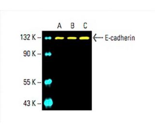 E-cadherin Antibody (G-10) - Western Blotting - Image 394736 