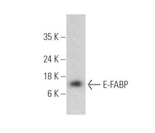 E-FABP Antibody (B-3) - Western Blotting - Image 360066