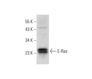 E-Ras Antibody (B-12) - Western Blotting - Image 295806 