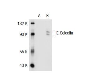 E-Selectin (B-P7): sc-65315. Western blot analysis of E-Selectin expression in... 