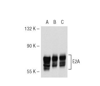 E2A Antibody (D-7) - Western Blotting - Image 30500 