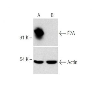 E2A CRISPR/Cas9 KO Plasmid (h): sc-423303. Western blot analysis of human E2A expression in empty vector control (A) and E 
