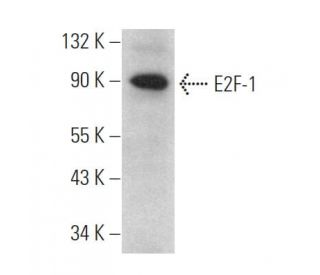 E2F1 Antibody (C-7) - Western Blotting - Image 375048 