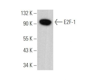 E2F1 Antibody (D-10) - Western Blotting - Image 375044 